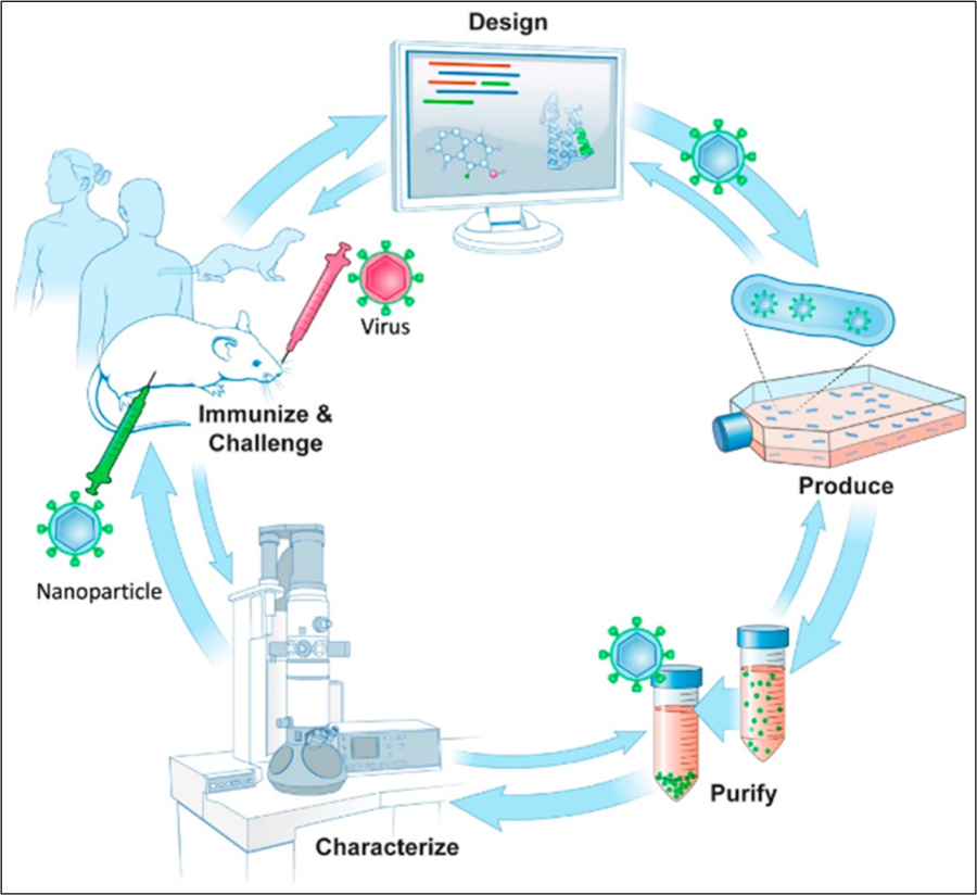 Schematic of structure-guided immunogen design integrated into a vaccine development pipeline.