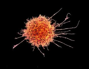 Close-up view of a natural killer cell.